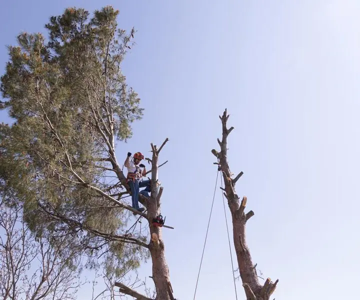 Tree trimming and pruning